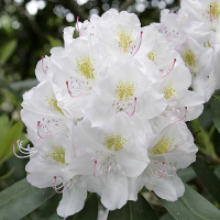 Рододендрон катевбінський мікс купить
