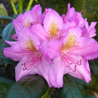 Рододендрон гібридний Дельта купить