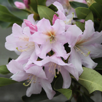 Рододендрон гибридный Дуфтхеке купить