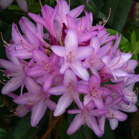 Рододендрон Gowenianum купить