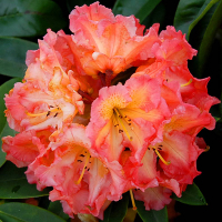 Рододендрон Sun Fire купить