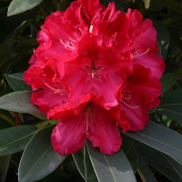 Рододендрон гибридный Вилгенс Руби купить