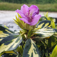 Рододендрон Голд Шайн купить