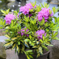 Рододендрон гібридний Блат Голд купить