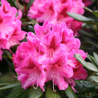 Рододендрон Космополітен купить