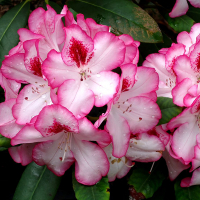 Рододендрон гибридный Hachmanns Charmant купить