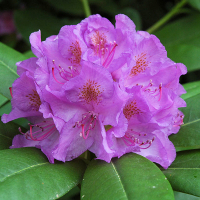 Рододендрон катевбинский Грандифлорум купить