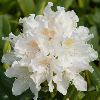 Рододендрон Каннінгемс Уайт купить