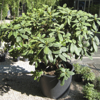 Рододендрон Цинтиляцион купить