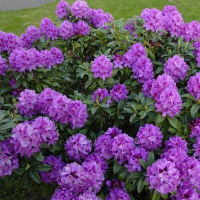 Рододендрон гібридний Ана Кружке купить