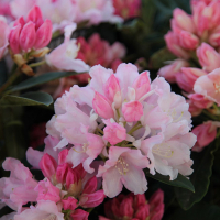 Рододендрон якушиманский Дримланд купить