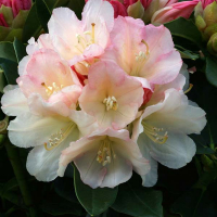 Рододендрон якушиманський Голден Торч купить