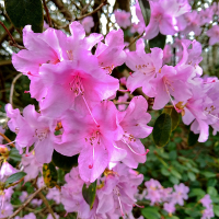 Рододендрон Praecox купить