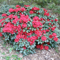 Рододендрон Вильямса Тромба купить