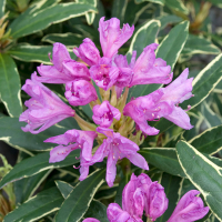 Рододендрон понтійський Варієгатум купить