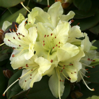 Рододендрон гибридный Шамрок купить