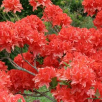 Рододендрон листопадный Моллис купить