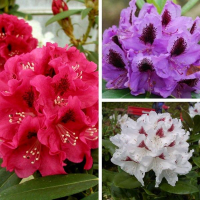 Рододендрон гібридний купить