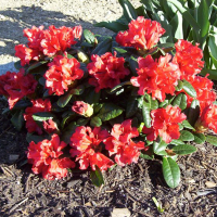 Рододендрон плоский Скарлет Вондер купить
