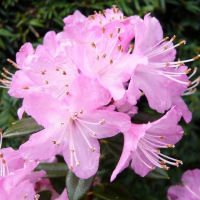 Рододендрон дрібнолистий Пінтал купить