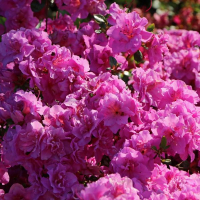 Рододендрон Текла купить