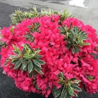 Рододендрон Сільвер Сворд купить