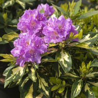 Рододендрон гибридный Блат Голд купить