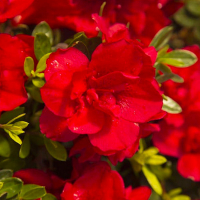 Рододендрон энкор Отум Файр купить