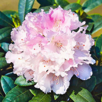 Рододендрон якушиманський Silberwolke купить