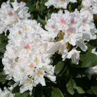 Рододендрон Каннингемс Уайт купить