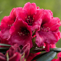 Рододендрон гибридный Ред Джек купить