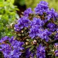 Рододендрон Азурика купить