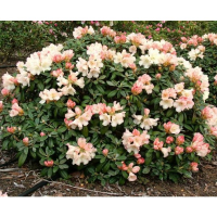 Рододендрон якушиманский Дасти Миллер купить