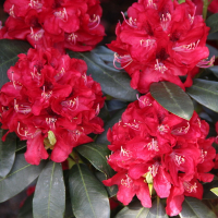 Рододендрон Karl Naue купить