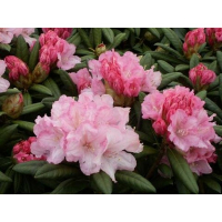 Рододендрон якушиманский купить