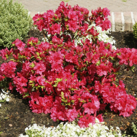 Рододендрон Moederkensd купить