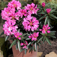 Рододендрон понтийский Грациелла купить