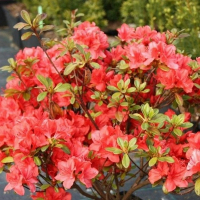 Рододендрон гібридний Cascadul купить