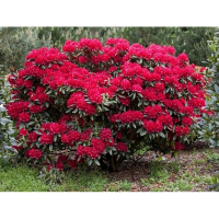 Рододендрон Вильгенс Руби купить