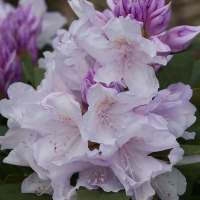 Рододендрон якушиманский Biko купить