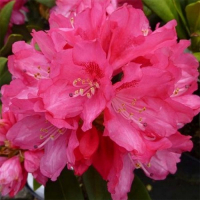 Рододендрон якушиманский Sneezy купить