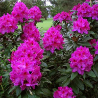 Рододендрон якушиманський Anah Kruschke купить