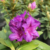 Рододендрон якушиманський Bohlken's Lupinenberg Laguna купить