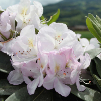 Рододендрон гібридний Гомер Ватерер купить