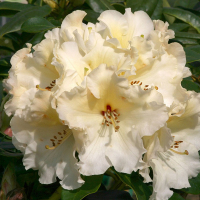 Рододендрон гібридний Хоризон Монарх купить