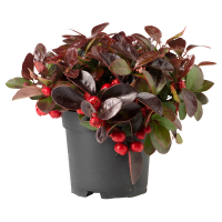 Гаултерія procumbens купить