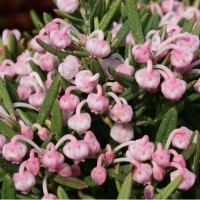 Андромеда поліфолія Блю Айс купить