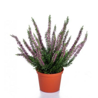 Вереск купить