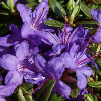 Рододендрон щільний купить