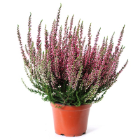 Верес мікс купить